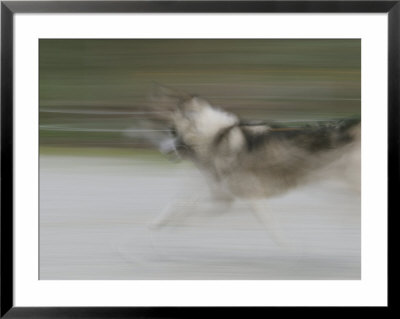 A Panned View Of A Sled Dog Running by Rich Reid Pricing Limited Edition Print image