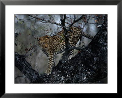 A Leopard (Panthera Pardus) In A Tree by Chris Johns Pricing Limited Edition Print image