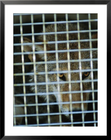 A Red Wolf (Canis Rufus) Stares Out A Kennel Door by Joel Sartore Pricing Limited Edition Print image