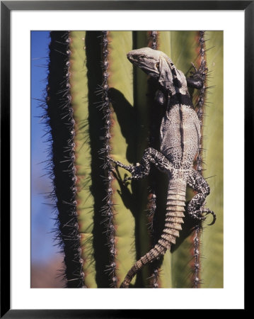 A Spiny-Tailed Iguana Climbing A Cardon Cactus by Ralph Lee Hopkins Pricing Limited Edition Print image
