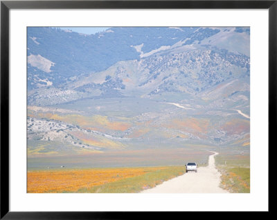 California Poppies Blanket Meadows And Hillsides With Golden Color by Rich Reid Pricing Limited Edition Print image