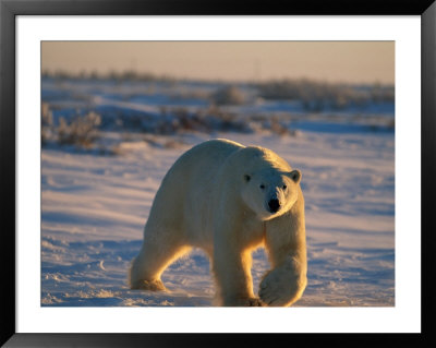 A Polar Bear (Ursus Maritimus) Walks Across The Snowy Plain by Norbert Rosing Pricing Limited Edition Print image