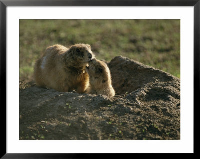 Two Prairie Dogs At The Entrance To Their Den by Annie Griffiths Belt Pricing Limited Edition Print image