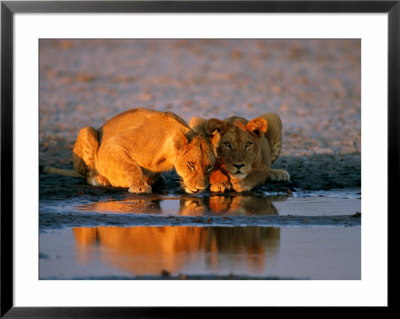 A Pair Of Female African Lions Belly Up To Their Favorite Watering Hole by Beverly Joubert Pricing Limited Edition Print image