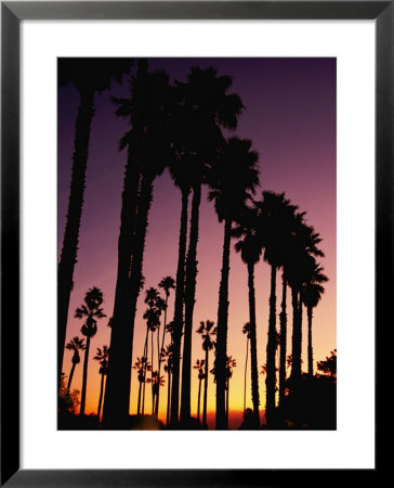 Silhouetted Palm Trees At Sunset by Marc Moritsch Pricing Limited Edition Print image