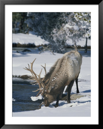Wapiti Drinks From Pool In Winter, Yellowstone National Park by Norbert Rosing Pricing Limited Edition Print image