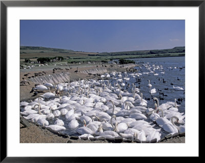 Swannery Of Mute Swans, Abbotsbury, Dorset, England by Nik Wheeler Pricing Limited Edition Print image
