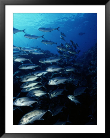 Schooling Jackfish by Wolcott Henry Pricing Limited Edition Print image