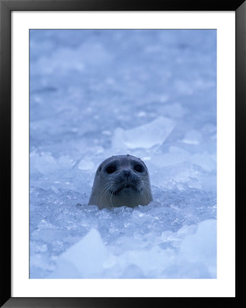 Harbor Seal In Brash Ice Near Chenega Glacier, Prince William Sound, Alaska, Usa by Hugh Rose Pricing Limited Edition Print image