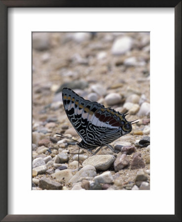 Butterfly, Gombe National Park, Tanzania by Kristin Mosher Pricing Limited Edition Print image