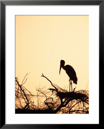 Painted Stork In Bandhavgarh National Park, India by Dee Ann Pederson Pricing Limited Edition Print image
