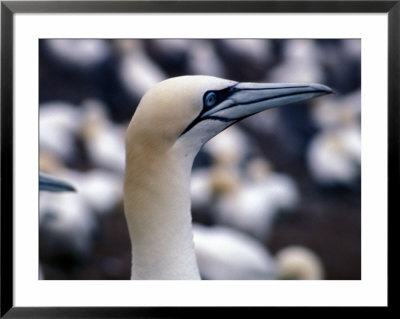 Gannet In Bonaventure Ile, Quebec, Canada by Stuart Westmoreland Pricing Limited Edition Print image