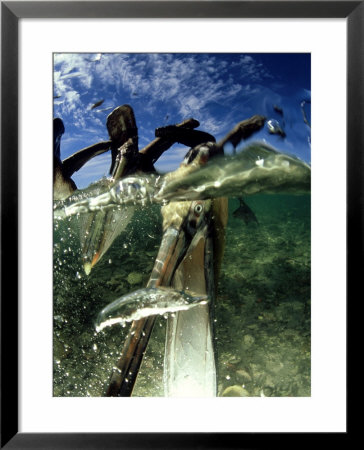 Brown Pelican, Fishing, Mexico by Tobias Bernhard Pricing Limited Edition Print image