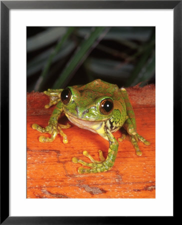 Amani Forest Tree Frog, Tanzania by Marian Bacon Pricing Limited Edition Print image