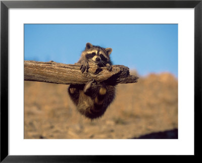 Baby Raccoon, Procyon Lotor, Mt by Robert Franz Pricing Limited Edition Print image