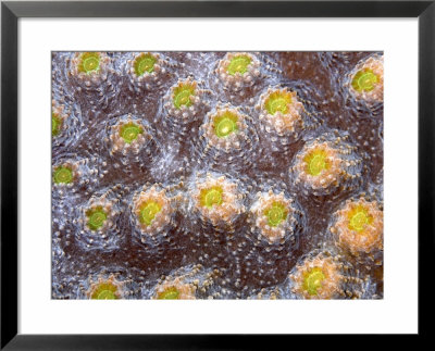 Coral Detail, St. Johns Reef, Red Sea by Mark Webster Pricing Limited Edition Print image