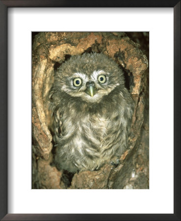 Little Owl, Juvenile, England by Les Stocker Pricing Limited Edition Print image