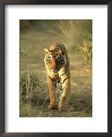 Bengal Tiger, 24 Month Male, India by Mike Powles Pricing Limited Edition Print image