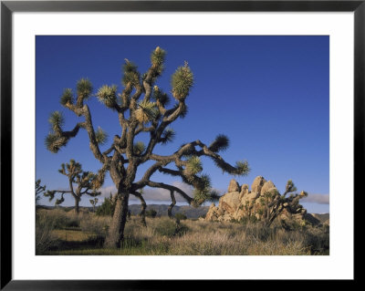 Joshua Tree, Joshua Tree National Park, California, Usa by Mark Hamblin Pricing Limited Edition Print image
