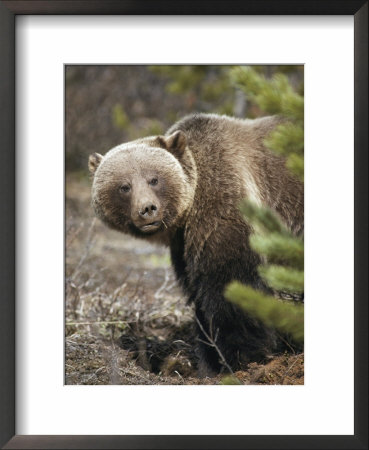 Close Portrait Of A Grizzly Bear by Michael S. Quinton Pricing Limited Edition Print image