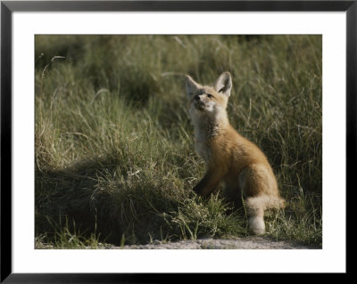 Red Fox Kit, Red Rocks National Wildlife Refuge, Montana by Raymond Gehman Pricing Limited Edition Print image