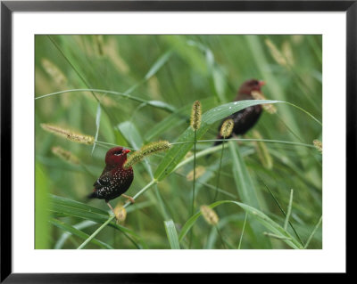 Strawberry Finches, An Introduced Species, Sitting In Tall Grass by Tim Laman Pricing Limited Edition Print image
