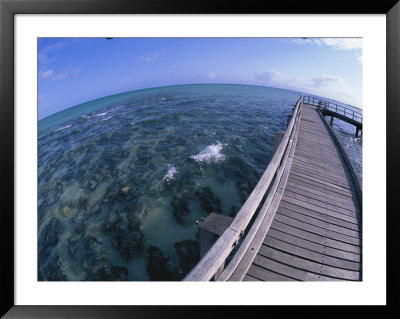 Survivors Of First Living Communities, Stromatolite Reefs Still Flourish In Shark Bay, Australia by O. Louis Mazzatenta Pricing Limited Edition Print image