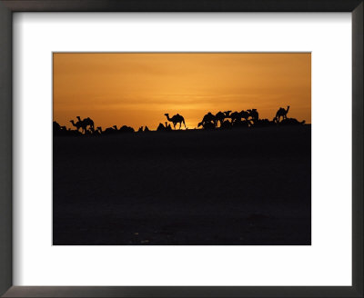 Silhouetted Camels by James L. Stanfield Pricing Limited Edition Print image