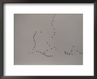 A Flock Of Tundra Swans Fly Above The Mackenzie River by Raymond Gehman Pricing Limited Edition Print image