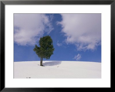 A Lone Whitebark Pine Tree On A Snowy Hill by Raymond Gehman Pricing Limited Edition Print image
