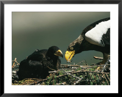 Mother Stellers Sea Eagle Feeds Pieces Of Fish To Her Eaglet by Klaus Nigge Pricing Limited Edition Print image