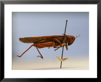 An Extinct Rocky Mountain Locust In A Display by Joel Sartore Pricing Limited Edition Print image