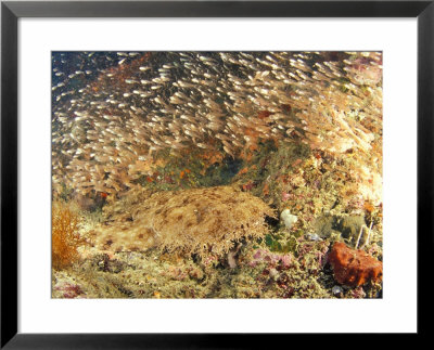 Tasselled Wobbegong In School Of Golden Sweepers, Indonesia by Michele Westmorland Pricing Limited Edition Print image