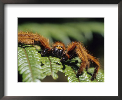 Close-Up Of Tarantula On Fern, Madagascar by Daisy Gilardini Pricing Limited Edition Print image