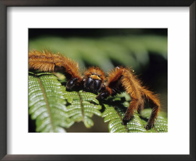 Close-Up Of Tarantula On Fern, Madagascar by Daisy Gilardini Pricing Limited Edition Print image