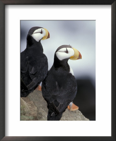 Horned Puffins, St. Paul Island, Alaska, Usa by William Sutton Pricing Limited Edition Print image