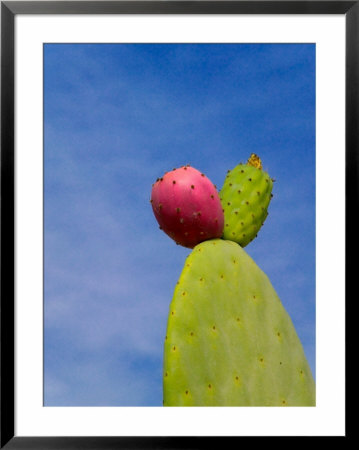 Cactus In The Desert, Peru by Keren Su Pricing Limited Edition Print image