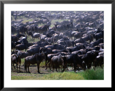 Migrating Wildebeest (Connochaetes Taurinus), Ngorongoro Conservation Area, Arusha, Tanzania by Mitch Reardon Pricing Limited Edition Print image
