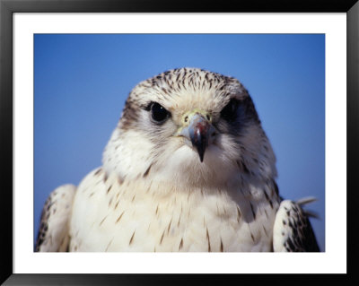 Portrait Of Saker Falcon, Qasr Ibn Wardan, Syria by Mark Daffey Pricing Limited Edition Print image