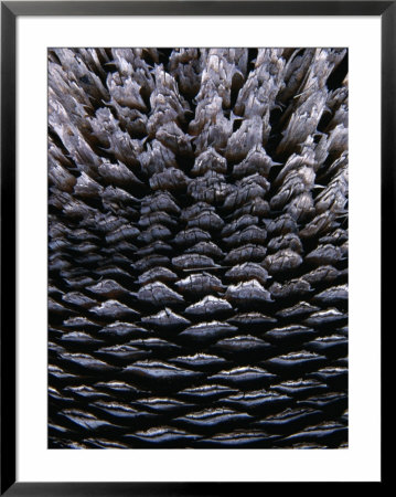 Detail Of Dead Spiky-Leafed Puya (Bromeliad), Cajas National Park, Azuay, Ecuador by Grant Dixon Pricing Limited Edition Print image