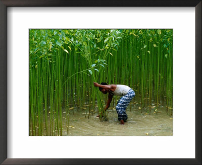 Farmer Harvesting Jute, Tangail,Dhaka, Bangladesh by Richard I'anson Pricing Limited Edition Print image