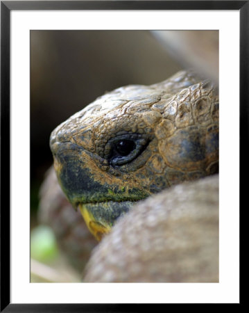 Profile Of Giant Tortoise, La Galapaguera, Ecuador by Paul Kennedy Pricing Limited Edition Print image