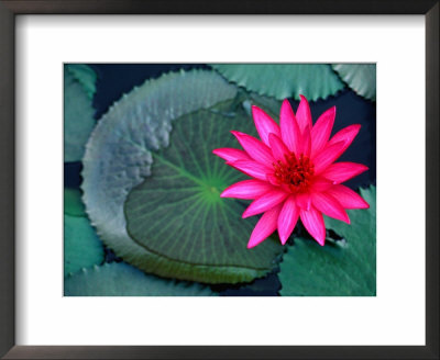 Water Lilies In Bloom, Kandy, Sri Lanka by Anders Blomqvist Pricing Limited Edition Print image