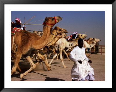 Official Starter Runs Away From Camels At Start Of Race At Kuwait Camel Racing Club, Kuwait by Mark Daffey Pricing Limited Edition Print image