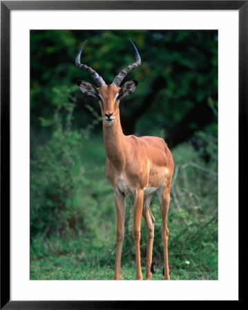 Male Impala (Aepyceros Melatnpus), Hluhluwe-Umfolozi Park, Kwazulu-Natal, South Africa by Ariadne Van Zandbergen Pricing Limited Edition Print image