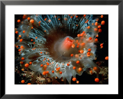 Detail Of Orange Ball Corallimorpharian, Castle Comfort House Reef, Dominica by Michael Lawrence Pricing Limited Edition Print image
