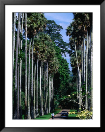 Palmyra Avenue Of Royal Palms In Peradeniya Botanical Gardens, Kandy, Sri Lanka by Anders Blomqvist Pricing Limited Edition Print image