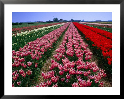 Field Of Tulips, Leiden, Netherlands by John Elk Iii Pricing Limited Edition Print image