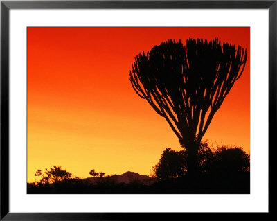 Giant Cactus Tree At Sunset, Lake Naivasha, Kenya by Anders Blomqvist Pricing Limited Edition Print image
