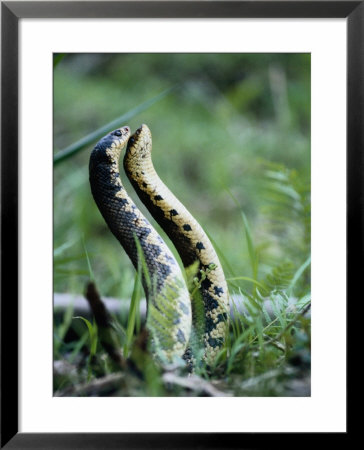 Rival Male Snakes Fighting Each Other In Eastern Madagascar, Madagascar by David Curl Pricing Limited Edition Print image